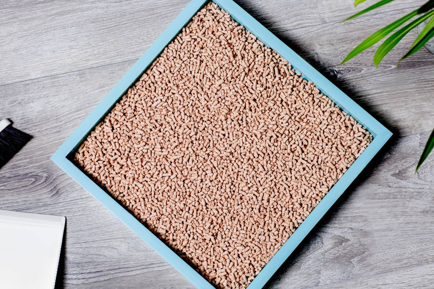 Kocho Hinoki Cat Litter